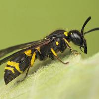 Potter Wasp 1 